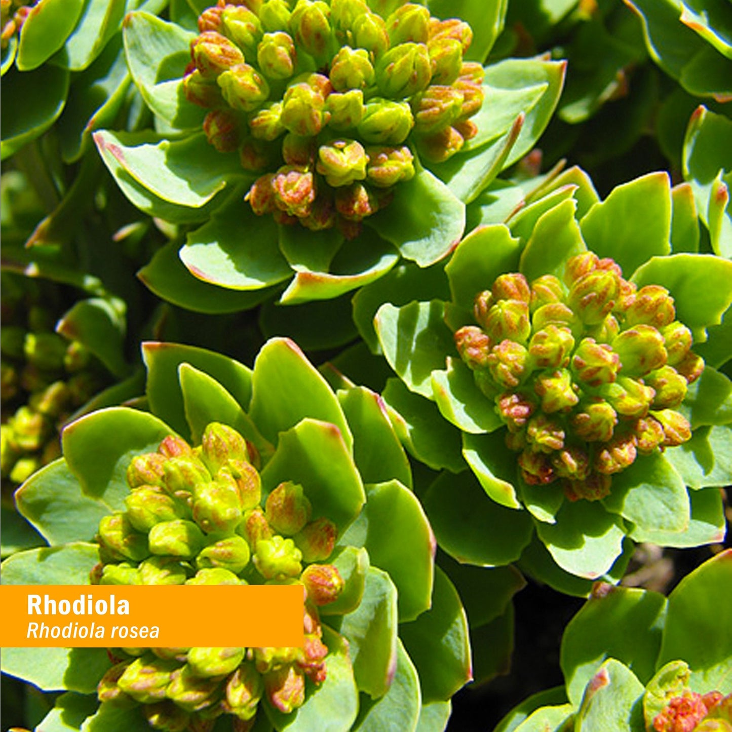 Herb Pharm Certified Organic Rhodiola Root Extract for Energy, Endurance and Stamina