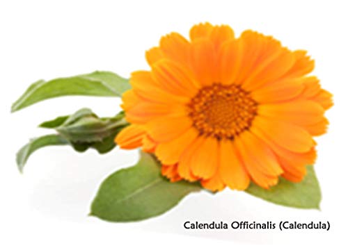 Yeast Rescue Soap Soother 16 fl.oz. Refill Economy Well-In-Hand