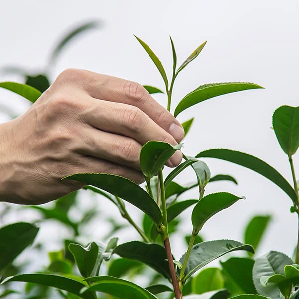 HH Plant Extraction Feminine Intimate Firming Serum (30ml) HH Herb&Health - Freesia HH Herb & Health