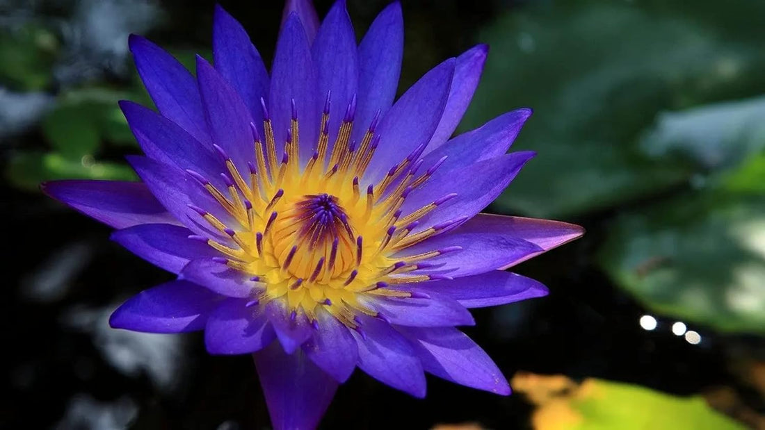 Alcohol-Free Lotus Flowers 200X Herbal Extract Tincture 300,000 mg - 1oz / 30ml