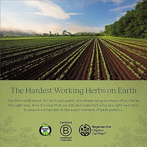 Gaia Herbs Black Elderberry (Sambucus Nigra) Extra Strength Gummies Gaia Herbs