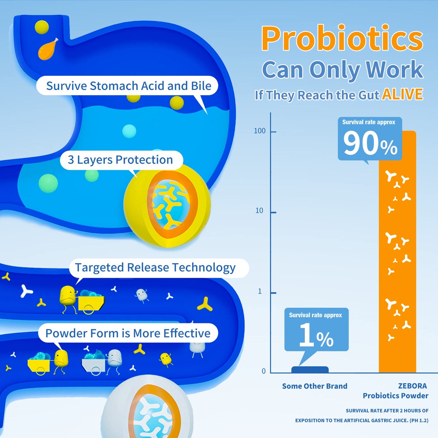 ZEBORA Probiotics for Women, Men and Kids, Prebiotics and Probiotics Powder