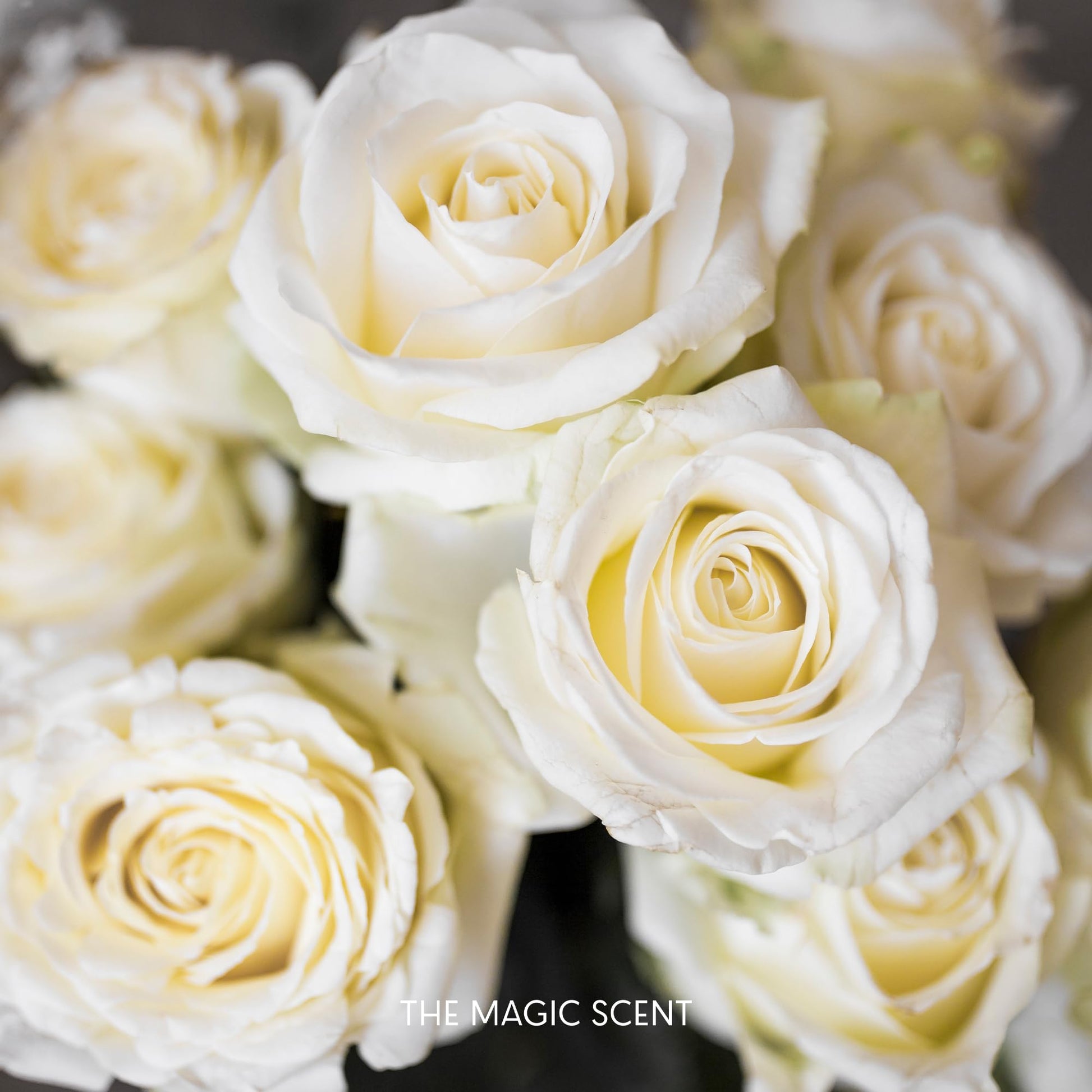 The Magic Scent "Blackwood" Hotel Collection Diffuser Oil - Cold-Air & Ultrasonic Scented Oils THE MAGIC SCENT