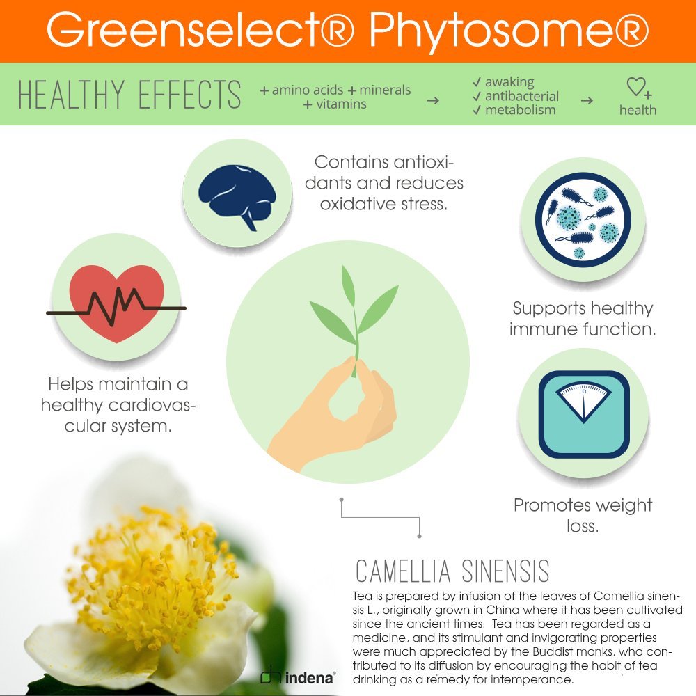 Genius Probiotics for Weight Loss with Green Tea Extract - Fat Burner Supplement & Digestive The Genius Brand