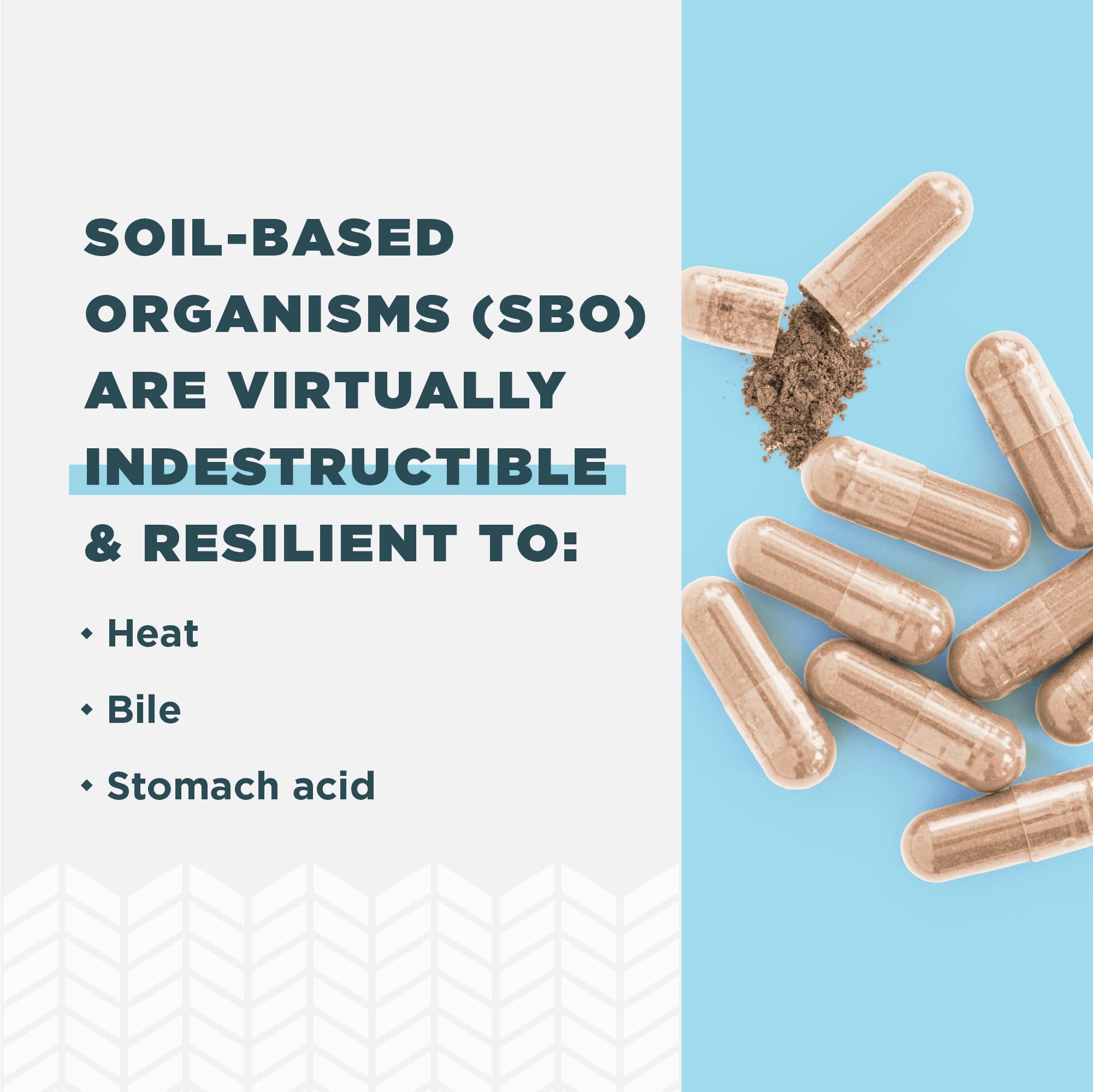 Ancient Nutrition Probiotic for Women, Once Daily Women's Probiotics for Vaginal Health, 30ct Ancient Nutrition