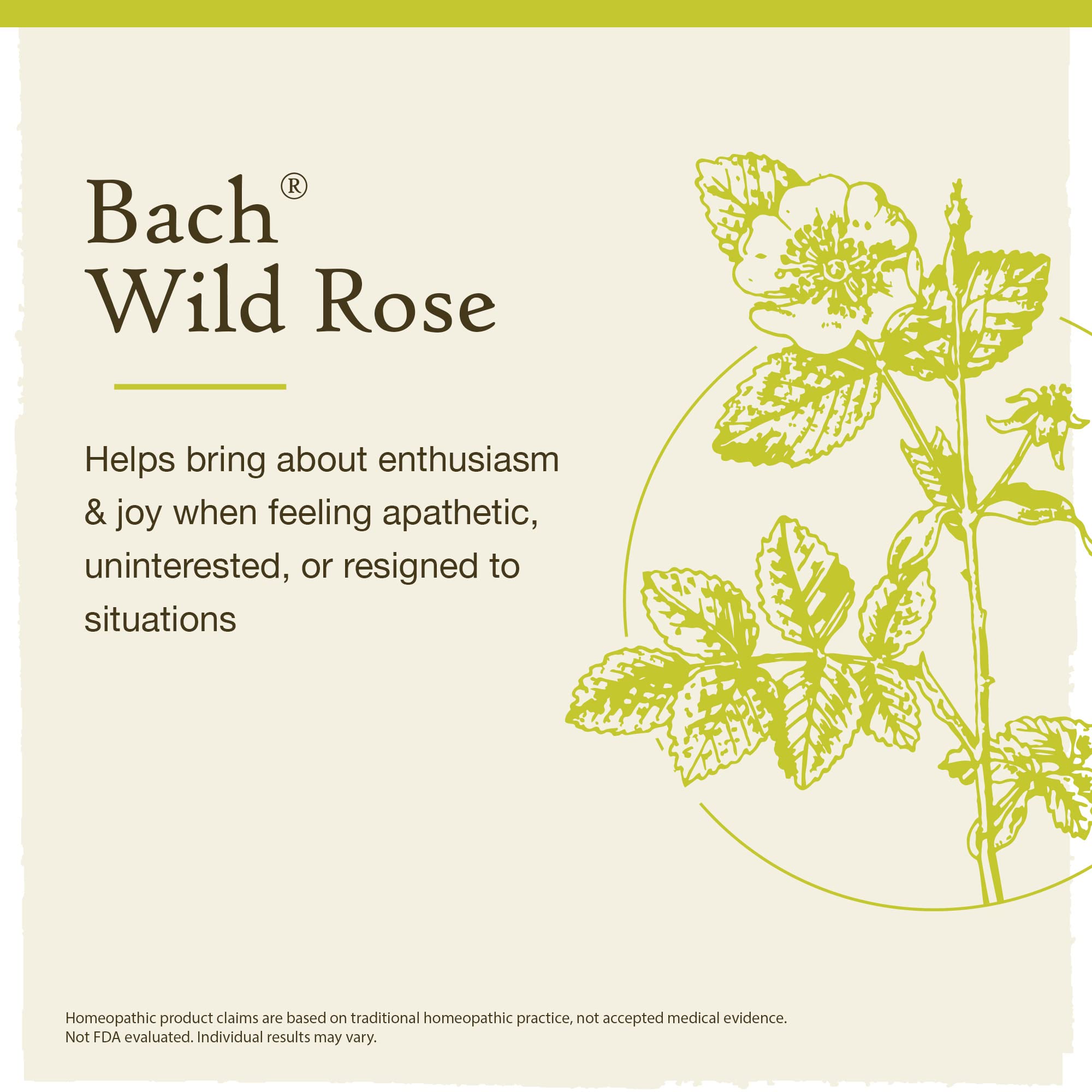 Bach Original Flower Remedies, Wild Rose for Enthusiasm (Non-Alcohol Formula), Natural Homeopathic Bach