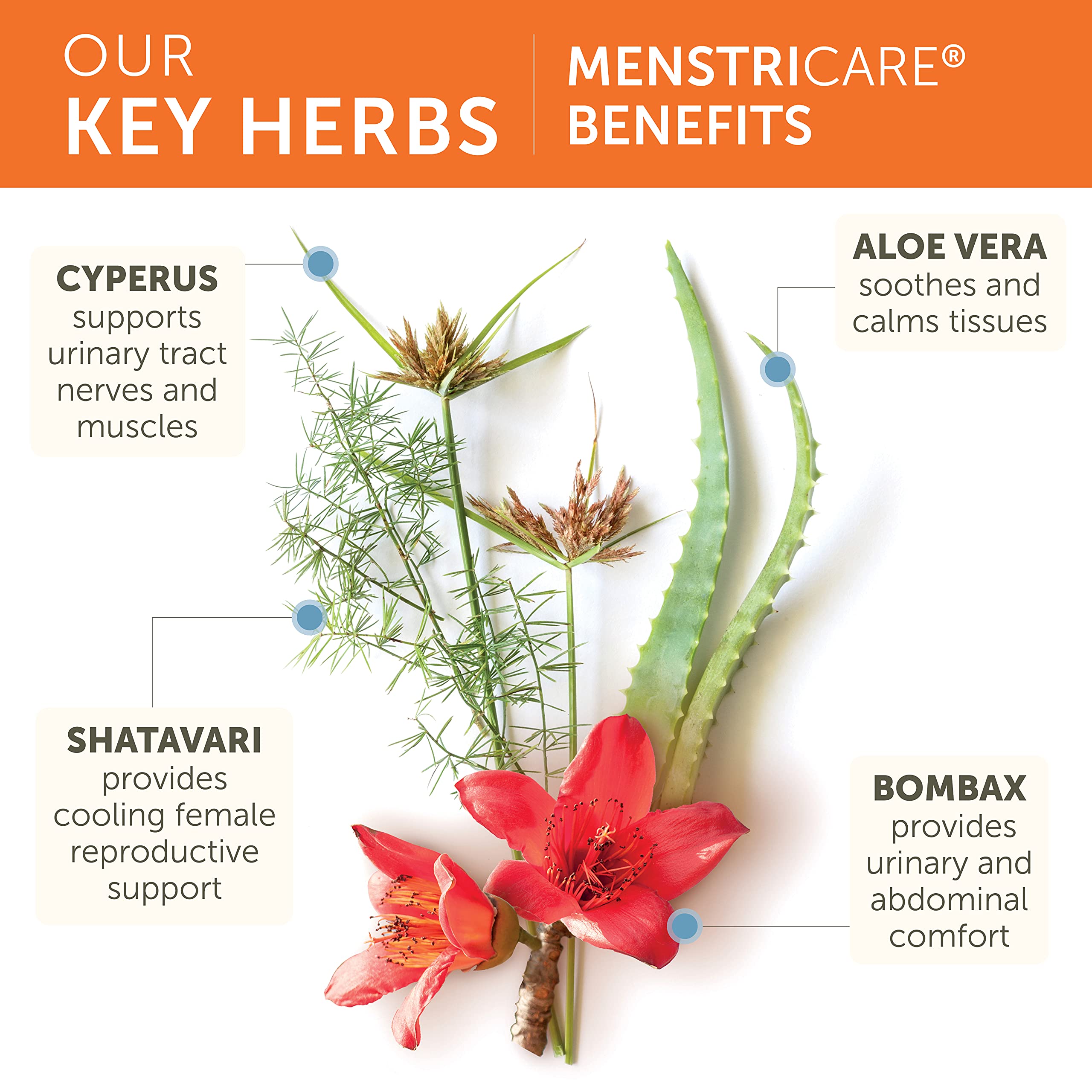 Himalaya MenstriCare for PMS, Menstrual Cramp Relief, Womens Health & Balanced Hormone Support Himalaya Herbal Healthcare