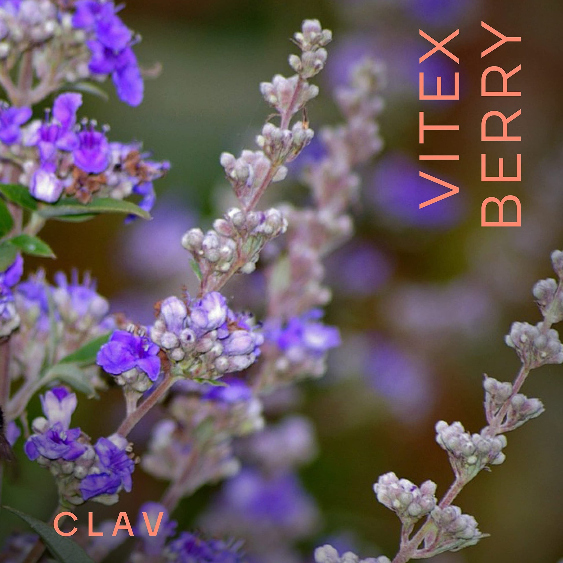 Vitex Berry - Premium Chasteberry 4:1 Extract (Vitex Agnus Castus) - Menopause & PMS Support CLAV
