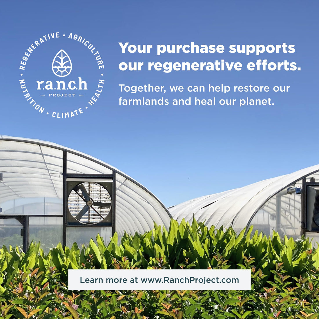 Ancient Nutrition Bone Broth Protein Powder, Butternut Squash, Grass-Fed Chicken 