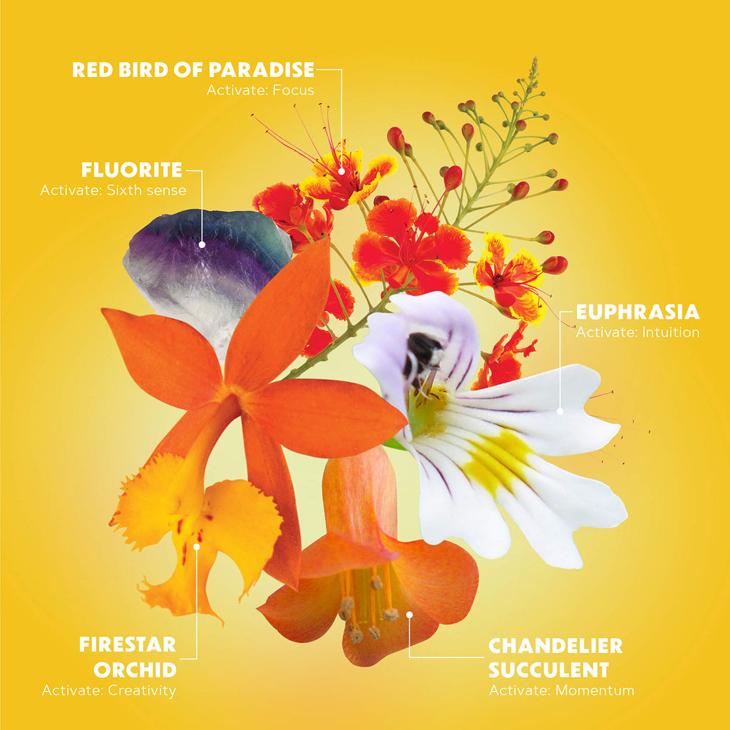 LOTUSWEI Inspired Action Flower Essence Elixir – Enhance Focus, Concentration, Mental Clarity & Creativity – Flower Remedy Supplement