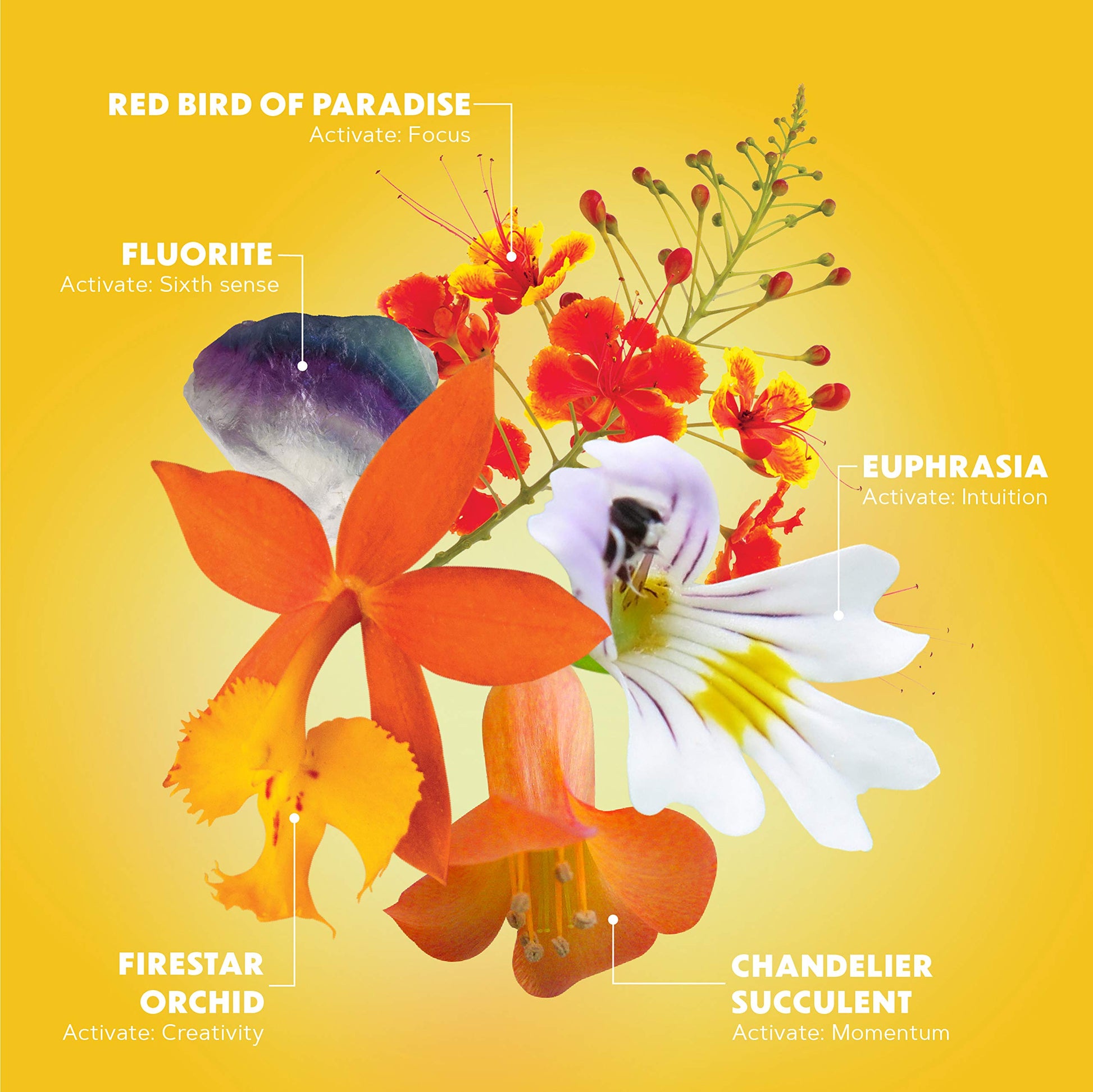 LOTUSWEI Inspired Action Flower Essence Elixir – Enhance Focus, Concentration, Mental Clarity & Creativity – Flower Remedy Supplement LOTUSWEI