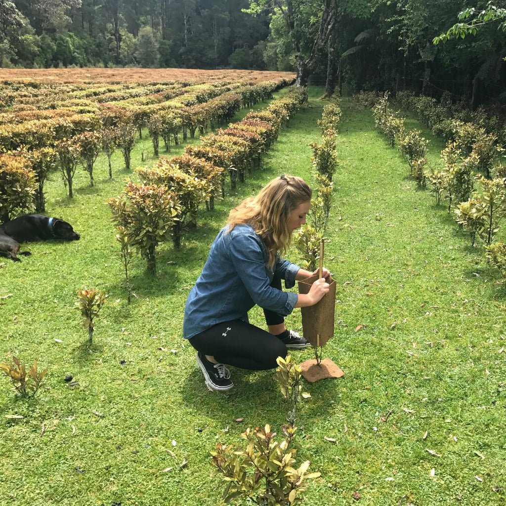 Kolorex Gut Care Candida Balance (Advanced Candida Care) 60ct