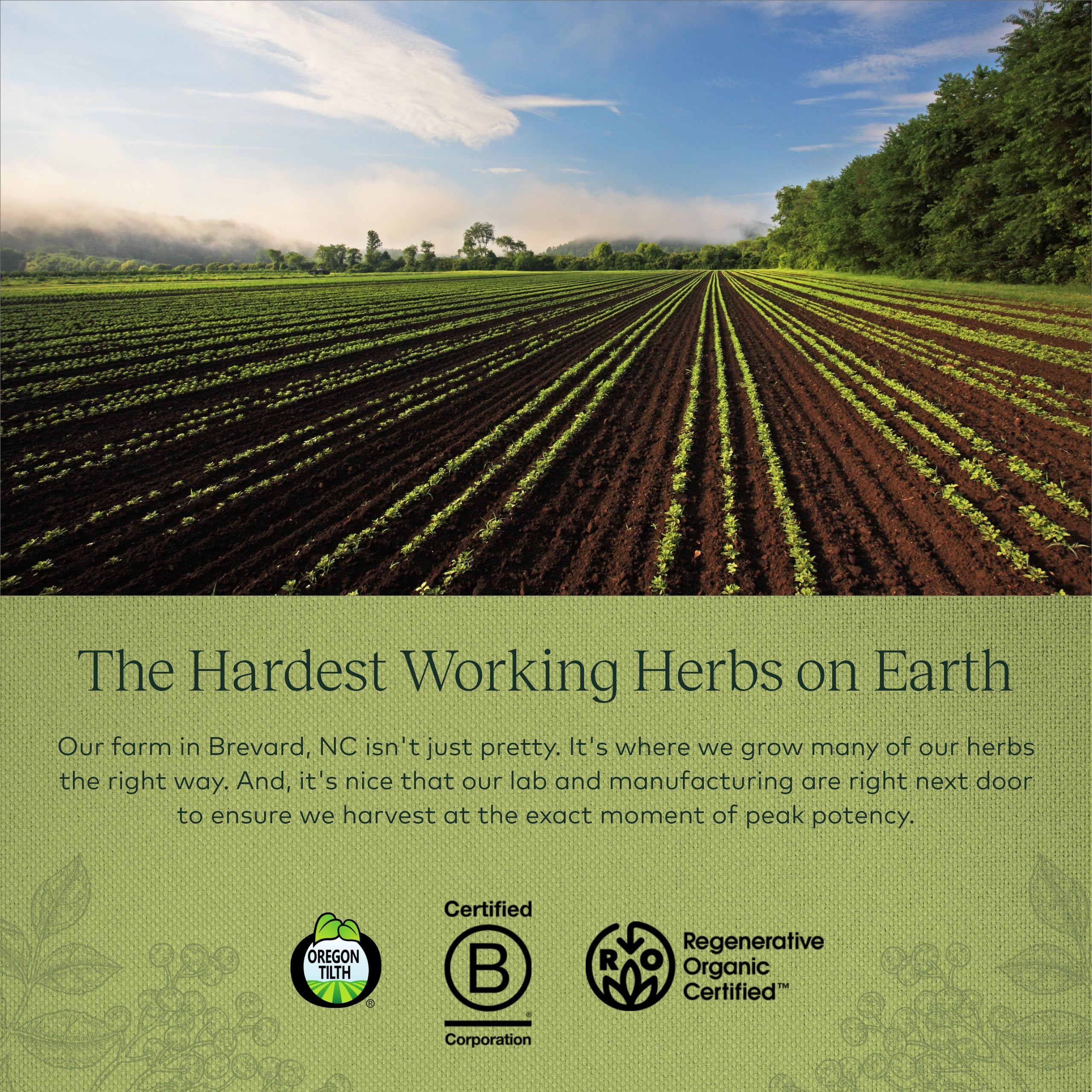 Gaia Herbs Black Elderberry (Sambucus Nigra) Extra Strength Gummies Gaia Herbs